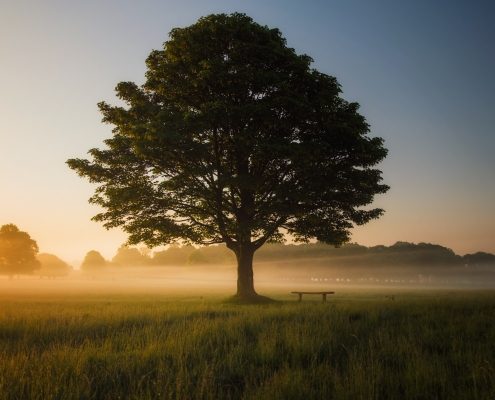 Genesis to Revelation: The Tree of Life